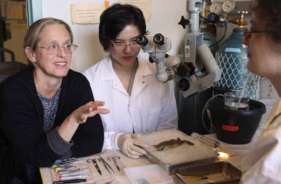 Darcy Kelley ’70 Barnard, the Harold Weintraub Professor of Biological Sciences, works in the lab with Ursula Kwong- Brown ’10 (middle) and Irene Ballagh ’08 GSAS.
