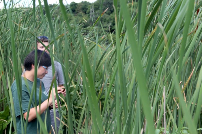 Tianjia Liu CC’17 collects plant samples at Constitution Marsh. Photo: Jonathan Nichols