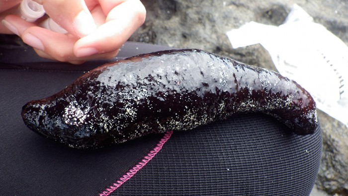 A sea cucumber (Holothuria atra) collected on Malevu Village’s reef on the island of Naviti. López and her labmates took small, shallow clips of skin and stored them in cryo tubes, which were kept frozen in liquid nitrogen. The wound began to heal immediately after making the cut, and the sea cucumber was then placed back into the ocean. Photo: Elora López CC’15 