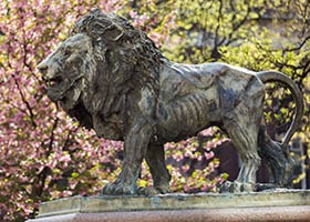 Wyatt lion