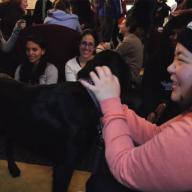 During fall finals, Residential Life supported students with the 5th Annual Puppy Study Break. This popular event, held in John Jay Lounge, provides students a break from studying and offers crafts, Stressbusters massages and Pet Partners therapy dogs to play with.