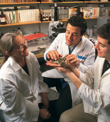 Darcy Kelley, professor of biological sciences, spearheaded the creation of “Frontiers of Science,” with David Helfand, professor of astronomy (below). PHOTO: COLUMBIA COLLEGE