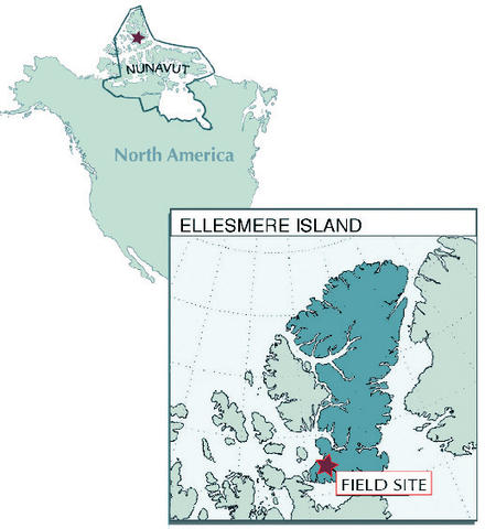 Остров элсмир какой океан. Остров Элсмир на карте. Ellesmere Island на карте. Остров Элсмир Северная Америка. Элсмир на карте Северной Америки.