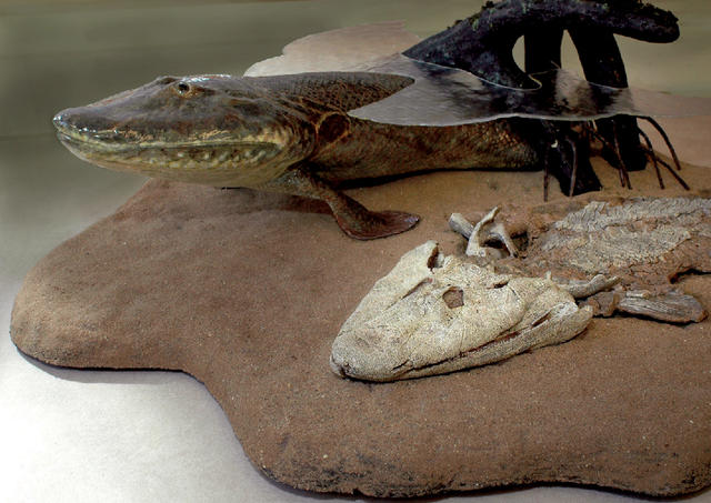 A model of Tiktaalik roseae