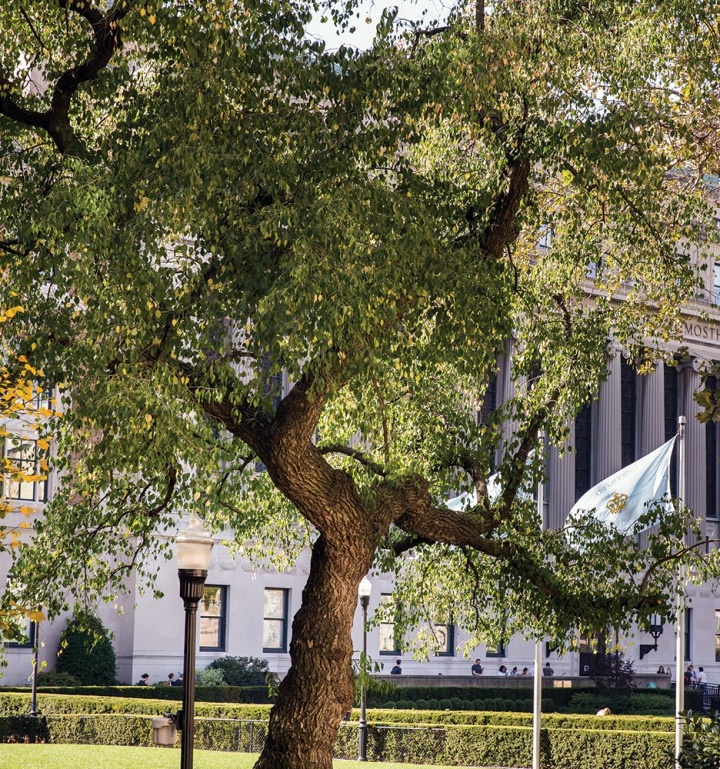 Spindle tree (Euonymus bungeanus)