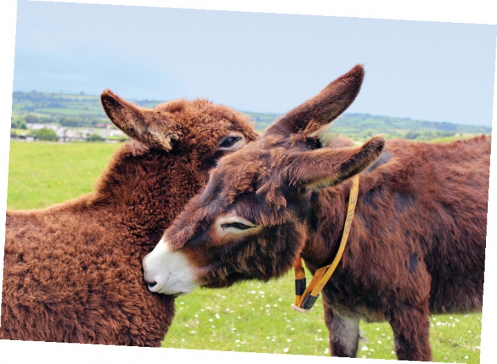 Two fuzzy brown donkeys nuzzling each other