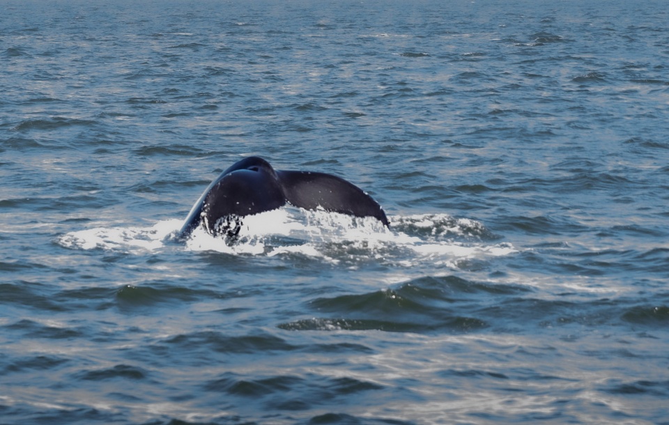 Whale tail