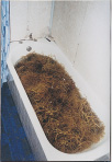 Seaweed in the bathtub