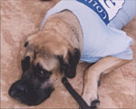 Canine Columbian