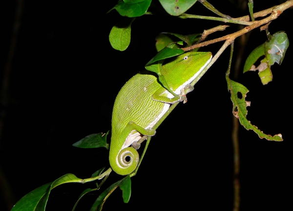 copy_of_lansingellen_spring2025_anjozorobemadagascarother