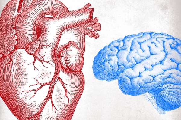 Heart and brain