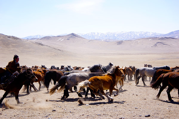 A nomadic herder "breaking," or taming, a horse. Photo: Kening Zhu CC  ’14 