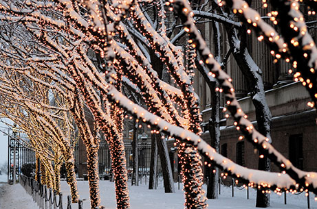 Trees along College Walk