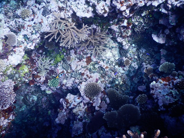 A small sample of the coral diversity on Nagigi Village’s outer reef. Photo: Elora López CC’15